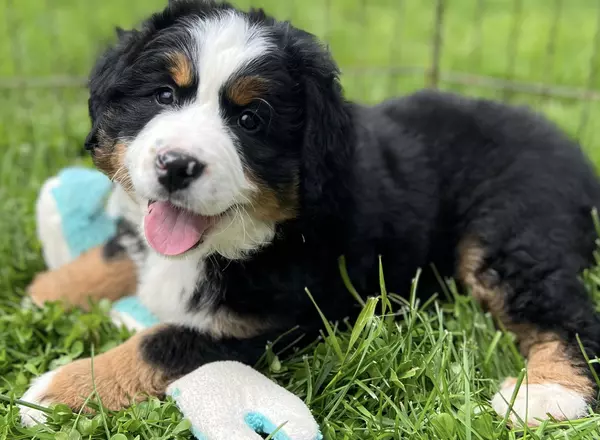 Bernese Mountain Dog - Mercedes