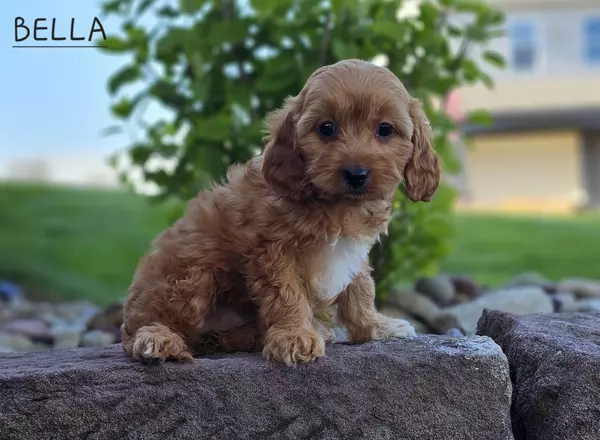 Cavapoo - BELLA