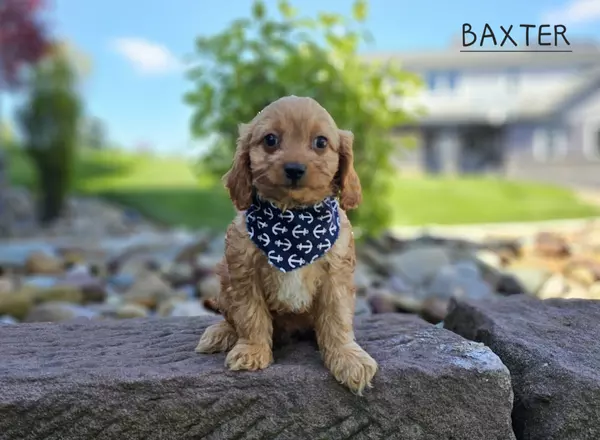 Cavapoo - BAXTER