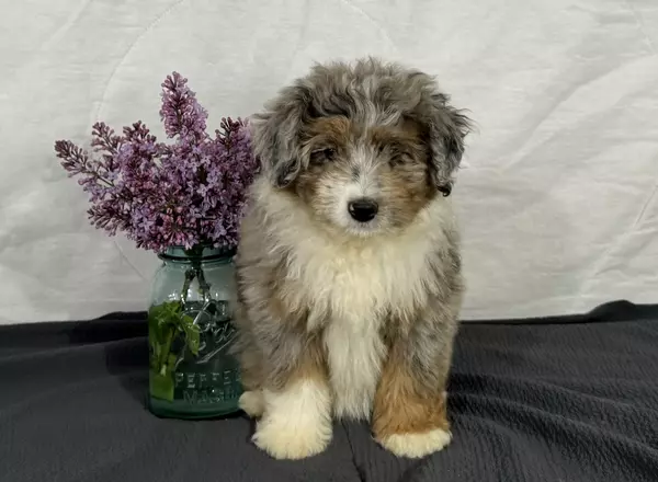 Mini Aussiedoodle - Amber