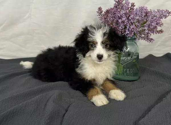 Mini Aussiedoodle - Amie