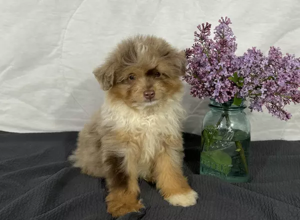 Mini Aussiedoodle - Jasper