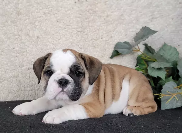 English Bulldog - Bella