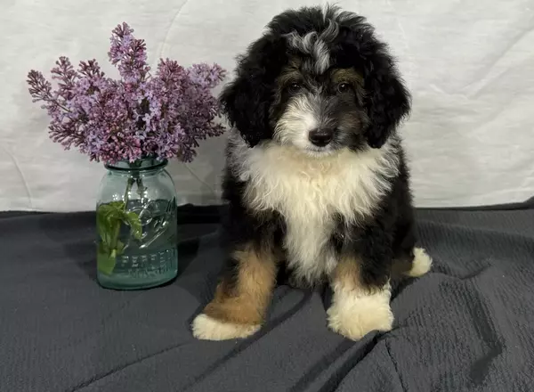 Mini Aussiedoodle - Foster