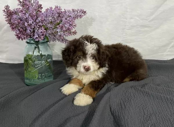 Mini Aussiedoodle - Brent