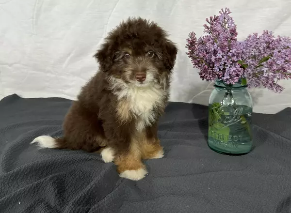 Mini Aussiedoodle - Roger