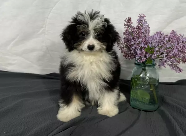 Mini Aussiedoodle - Alex