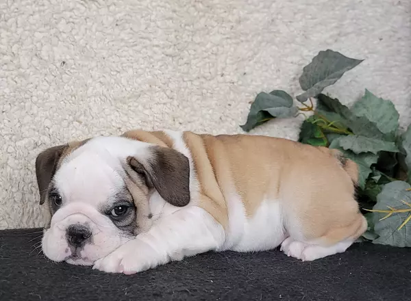 English Bulldog - Max