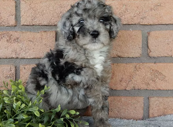 Mini Labradoodle - Sadie