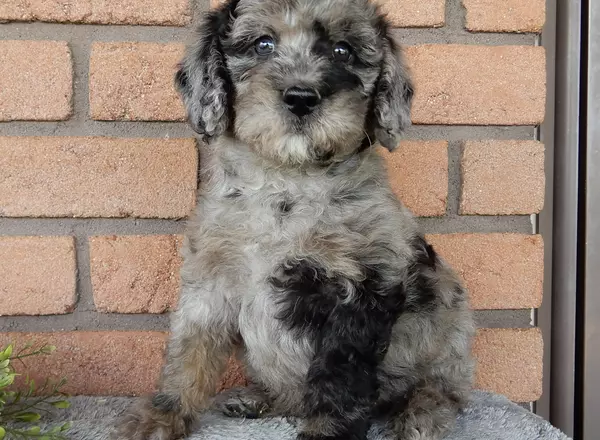 Mini Labradoodle - Parker