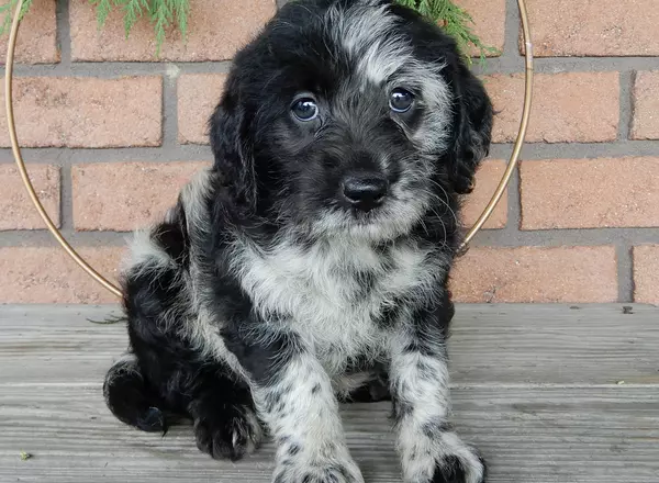 Labradoodle-Standard - Polly