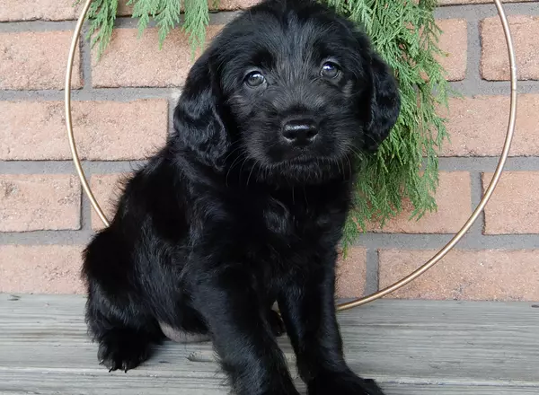 Labradoodle-Standard - Anne