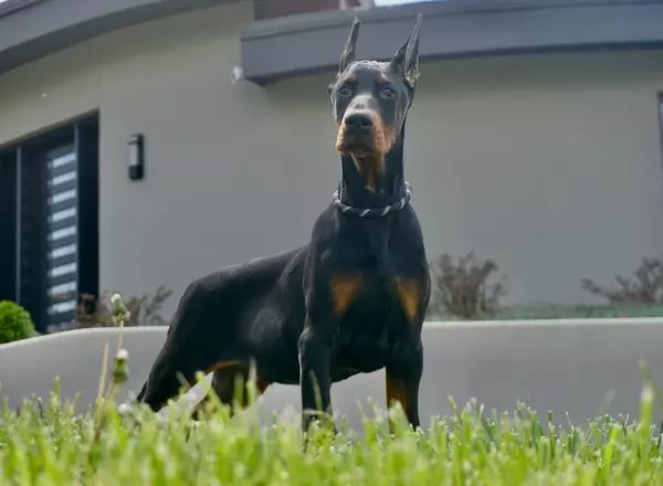 Doberman Pinscher - Midas