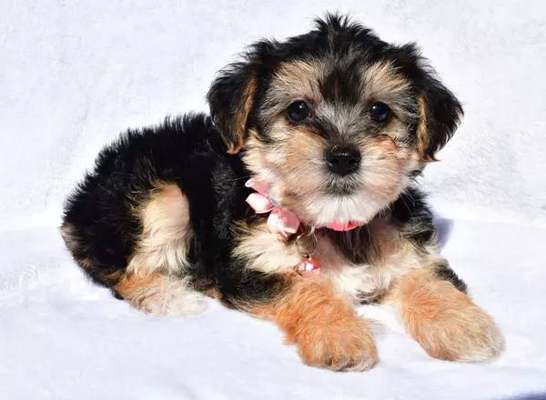 Yorkie-Chon - Misty