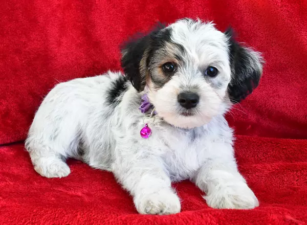 Yorkie-Chon - Maddie