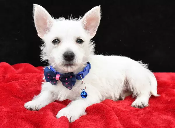West Highland White Terrier - Dan