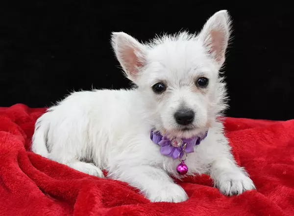 West Highland White Terrier - Darcey