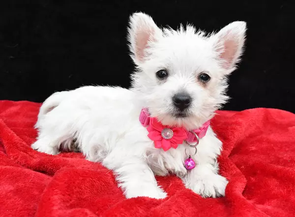 West Highland White Terrier - Dixie