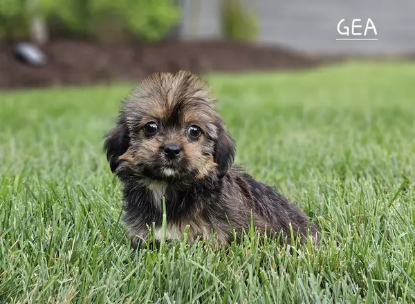 Shorkie - GEA
