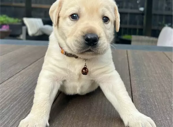 Labrador Retriever - Yellow - Conner