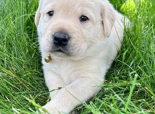 Labrador Retriever - Yellow - Colton
