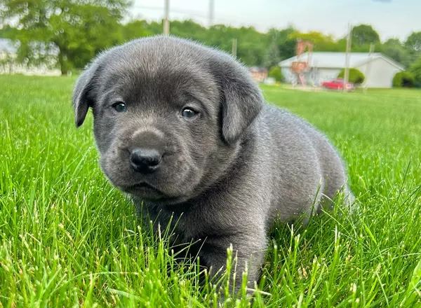 Labrador Retriever - Black - Chase