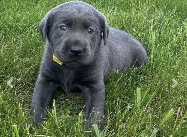 Labrador Retriever - Black - Callie