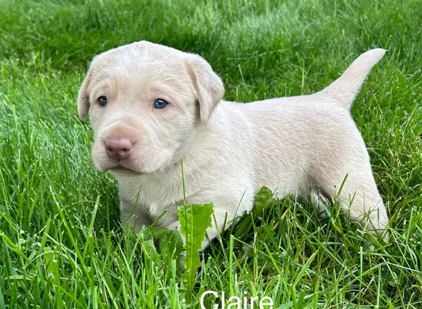 Labrador Retriever - Yellow - Carly