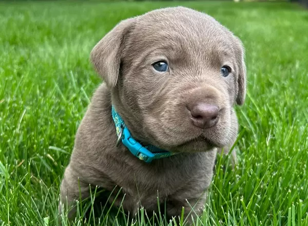 Labrador Retriever - Black - Chloe