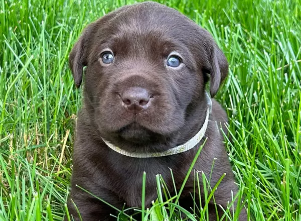 Labrador Retriever - Chocolate - Cleo