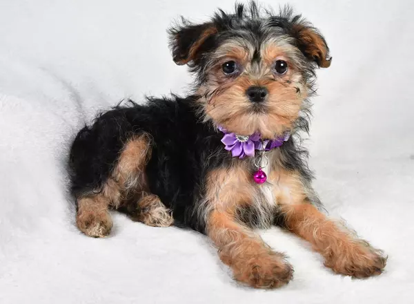 Shorkie - Hannah
