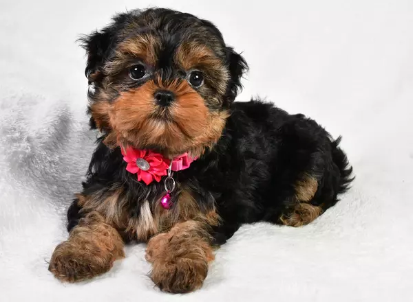 Shorkie - Hailey