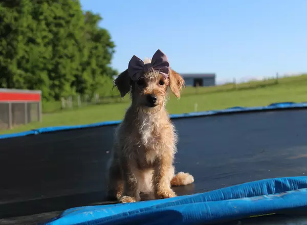 Yorkie-Chon - Nestle