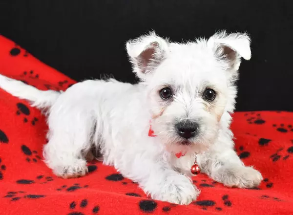 West Highland White Terrier - Rocket