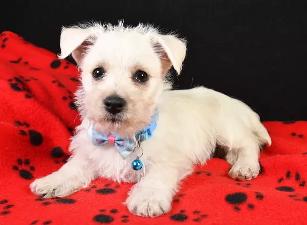 West Highland White Terrier - Riley
