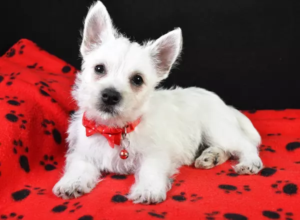 West Highland White Terrier - Ranger