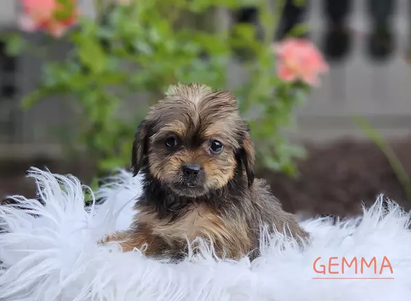 Shorkie - GEMMA