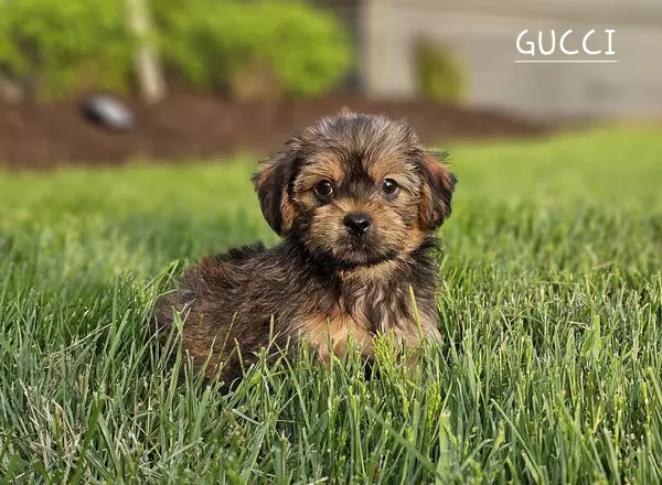 Shorkie - GUCCI