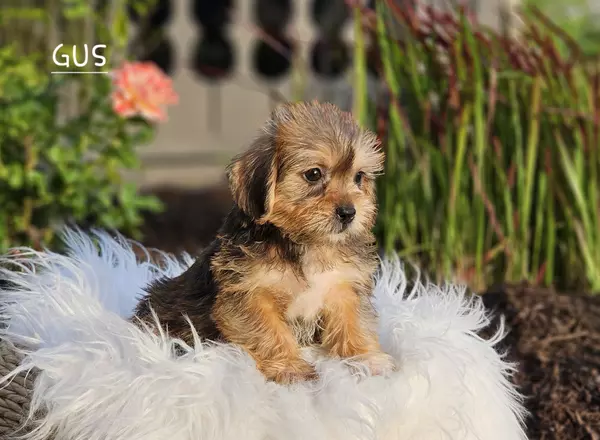 Shorkie - GUS