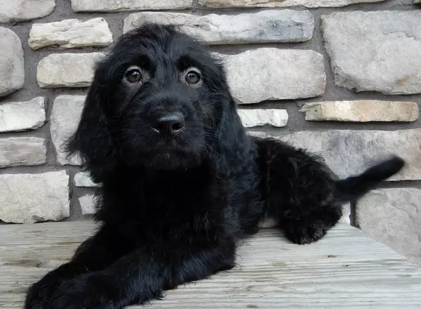 Labradoodle-Standard - Henry