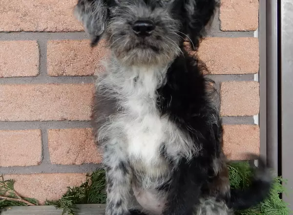 Labradoodle-Standard - Luna