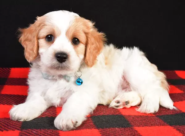 Cavachon - Matthias