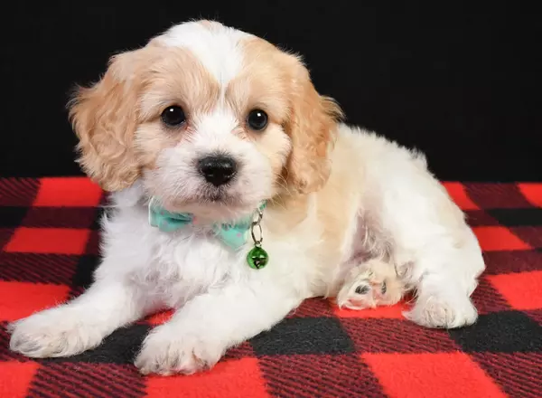 Cavachon - Mahomes