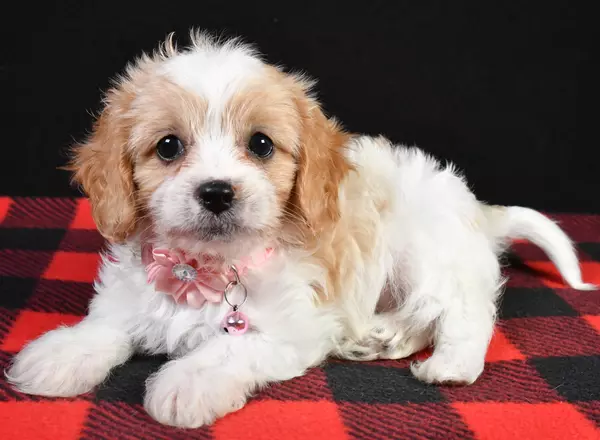 Cavachon - Myra