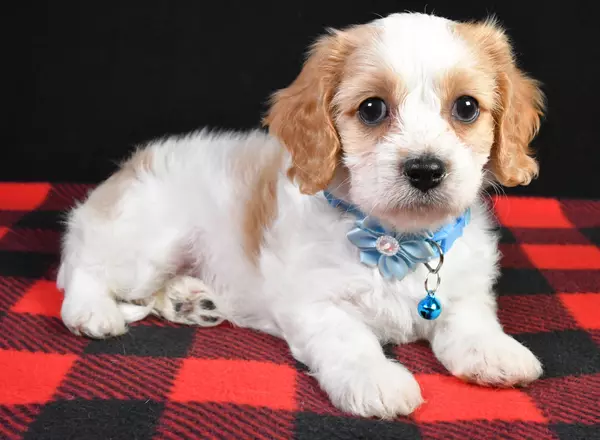 Cavachon - Milly