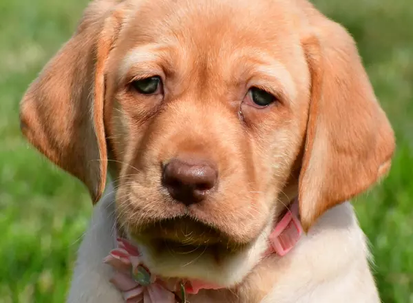 Labrador Retriever - Chocolate - Ivy