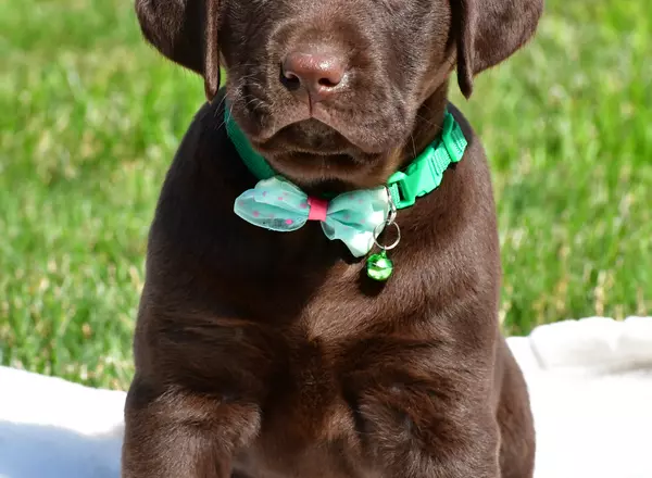Labrador Retriever - Chocolate - Isaac