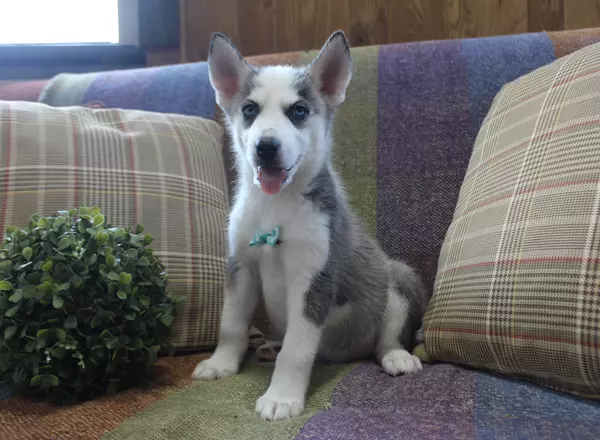 Siberian Husky - Peanut