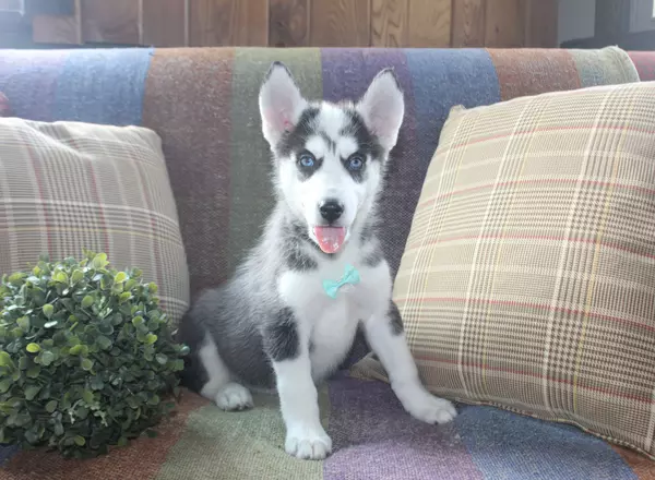 Siberian Husky - Pincher