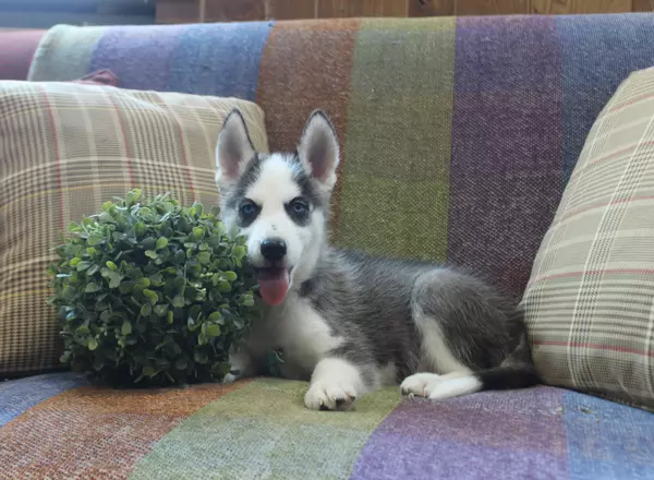 Siberian Husky - Paul